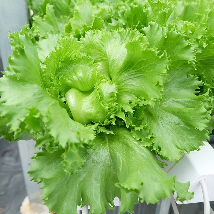 Hạt giống rau Xà Lách Xoăn Xanh - xà lách ngon