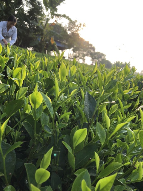Trà Búp La Bằng - 100g loại 250k để uống cá nhân, đi cháp ăn hỏi, đi lễ chùa,... | BigBuy360 - bigbuy360.vn