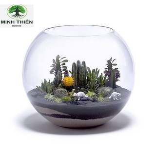 Bể Cá Thủy Tinh Chậu Cây 17cm x 13cm  -  T11