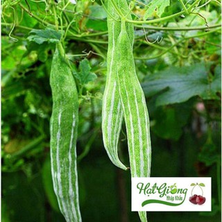 5 Hạt giống quả lặc lè sai quả ( mướp mèo- nắc nẻ- lặc lày- mướp nhật) LINH NGOC