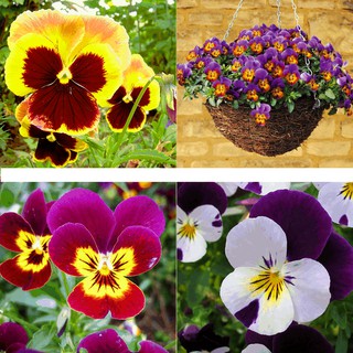 Hạt giống hoa Pansy (Viola)