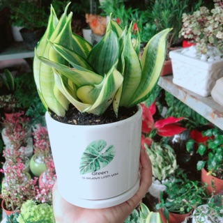 Chậu cây lưỡi hổ thái vàng