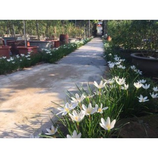 1 củ huệ mưa màu trắng