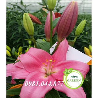 Củ giống hoa ly màu hồng ( củ giống Hà Lan)
