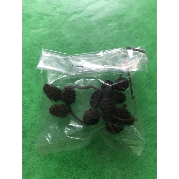 Trái Erlenzapfen 12 trái - Vitamin tự nhiên cho tép,cá