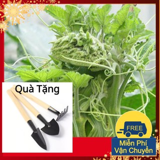 Hạt Giống Bí Siêu Ngọn Mập Tặng Bộ Dụng Cụ Mini Trồng Cây Tặng Bộ Dụng Cụ Mini Trồng Cây