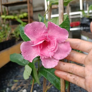 Cây hoa hồng anh leo cánh kép - Mandevilla sanderi - DINH DƯỠNG TỰ NHIÊN Shop