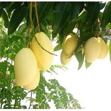 Cây giống xoài keo