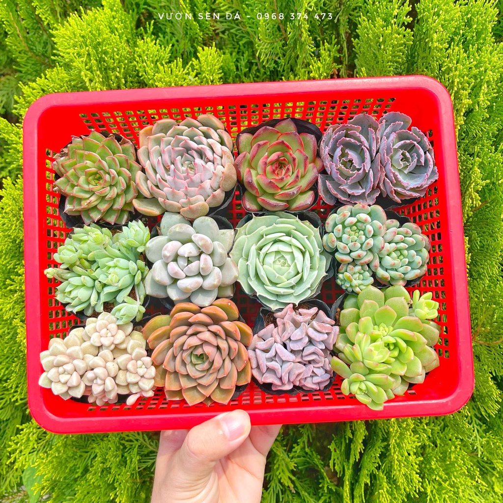 Combo sen đá cỡ nhỏ 3-5cm