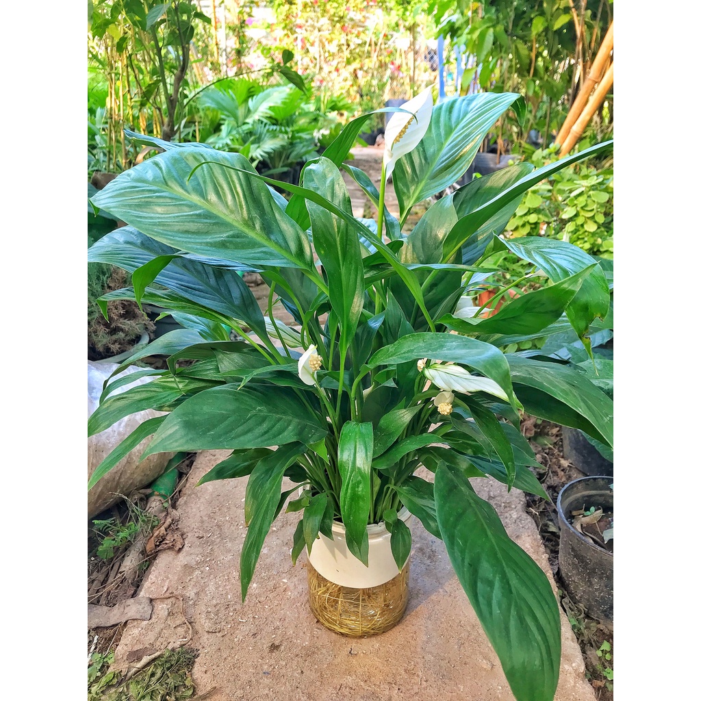 Cây lan ý thuỷ sinh xanh mướt cao 30cm lá xum xuê nở quanh năm tươi tốt thích hợp trang trí để bàn thanh lọc không khí