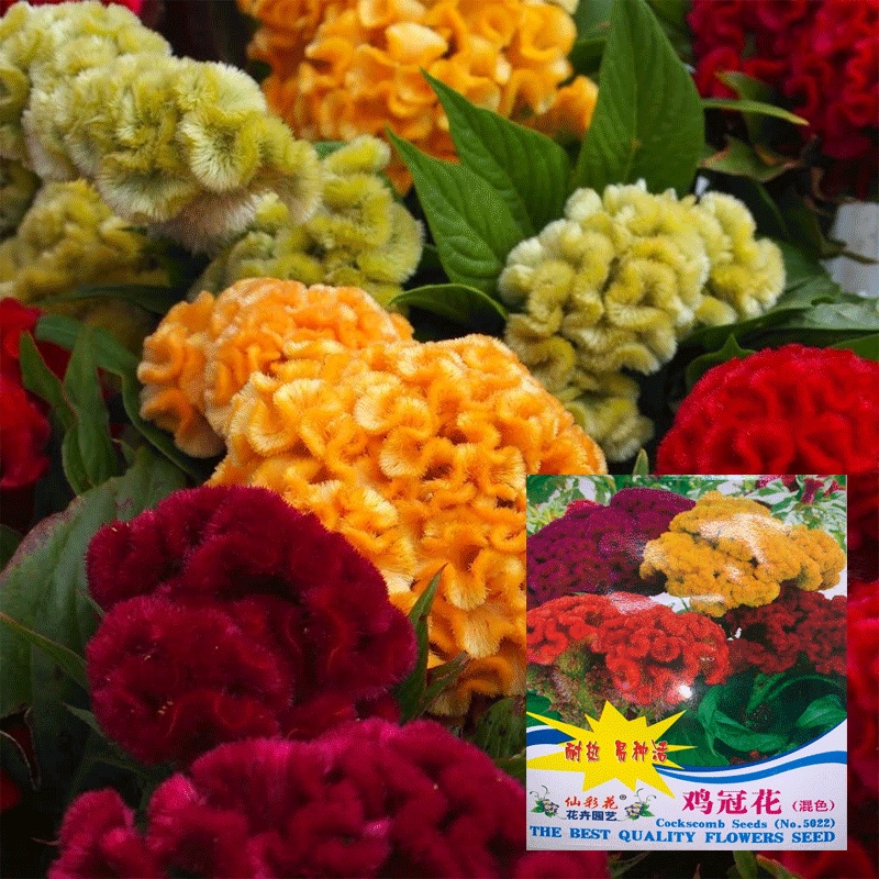 Hạt giống Mào Gà Búa Mix Nhập khẩu nguyên bao bì - 300 hạt - Tỷ lệ nảy mầm 95%