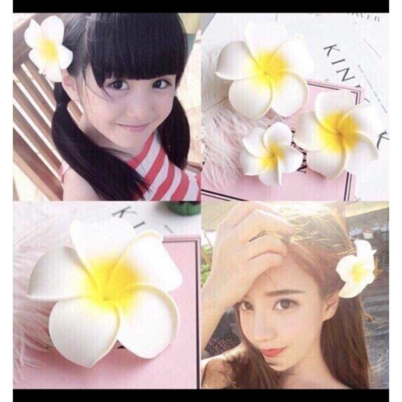 Combo 5 Bông Hoa Đại Cài Tóc