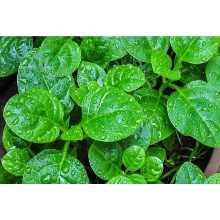 Hạt giống Mồng tơi lá to dễ trồng TOTT's fertilizer