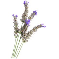 Tinh dầu oải hương AROMA ZONE- Lavender Aspic
