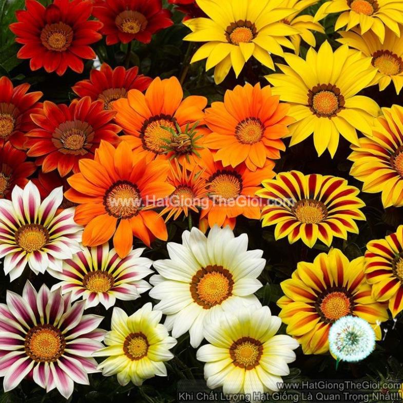 50h Hạt Giống Cúc Huân Chương Mix Màu (C3.204| B38*V22)