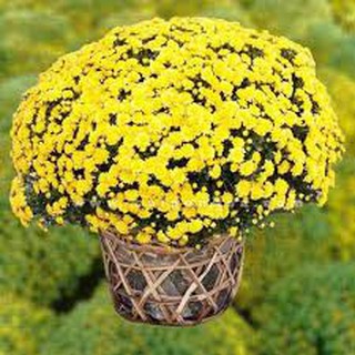Gói 200 hạt giống cúc mâm xôi vàng