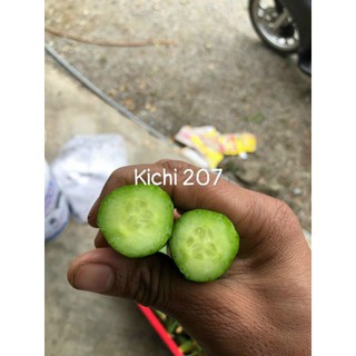 dưa chuột chùm kichi 207