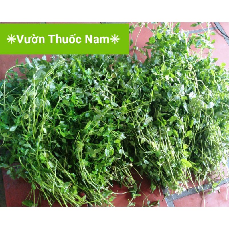 @ Cây sương sáo tươi hái tại vườn dùng nấu thạch đen sương sáo đảm bảo xanh sạch