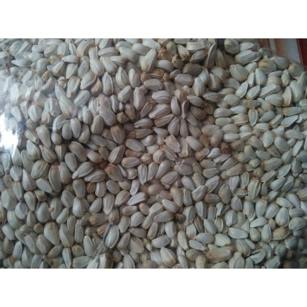 hạt kham 100g cho hamster