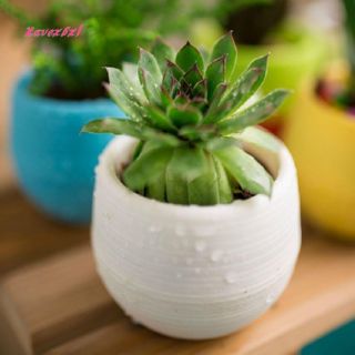 Chậu cây mini