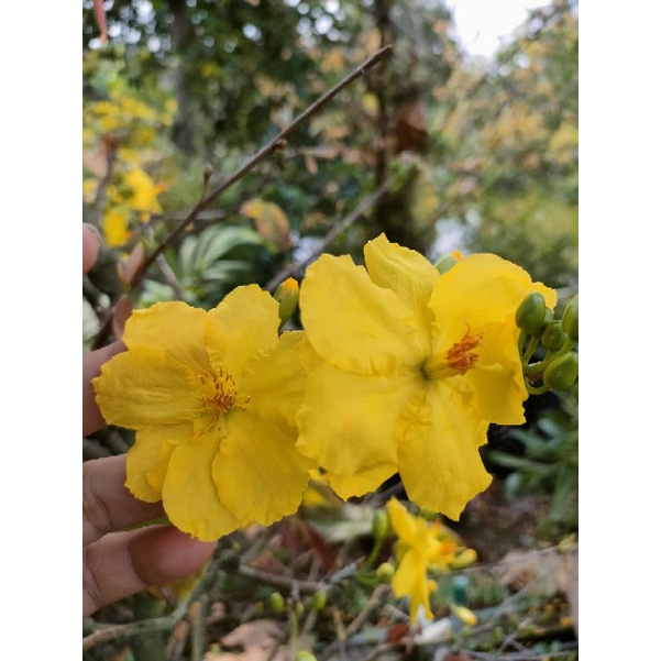 Cây mai vàng giảo 6-9 cánh