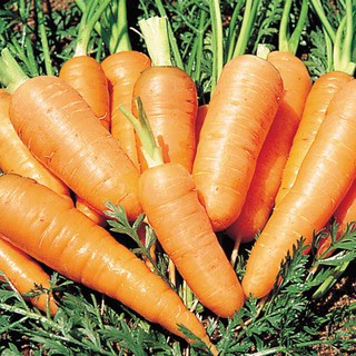 5gram HẠT GIỐNG CỦ CÀ RỐT