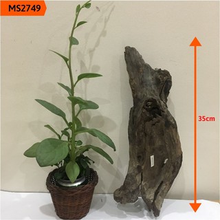 Gỗ lũa thủy sinh, lũa hồ cá, lũa bán cạn, tiểu cảnh cho bể vừa và lớn