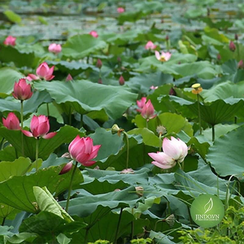 1kg Lá sen khô thơm mới nhất năm 2022
