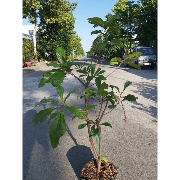 Cây Lộc vừng... siêu hoa