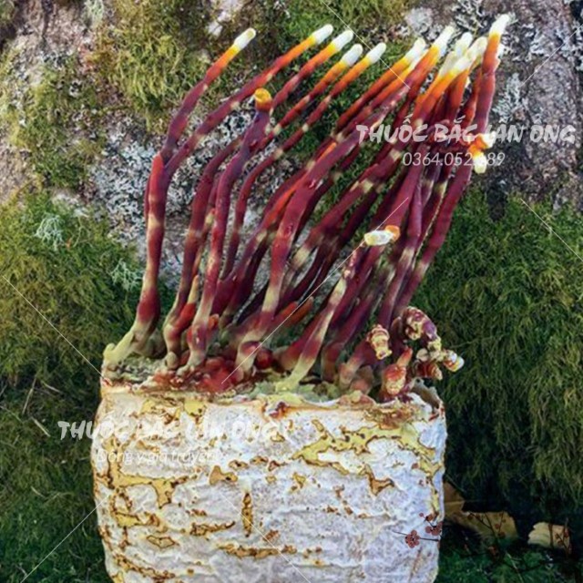 Nấm Linh Chi Sừng Hươu 100g