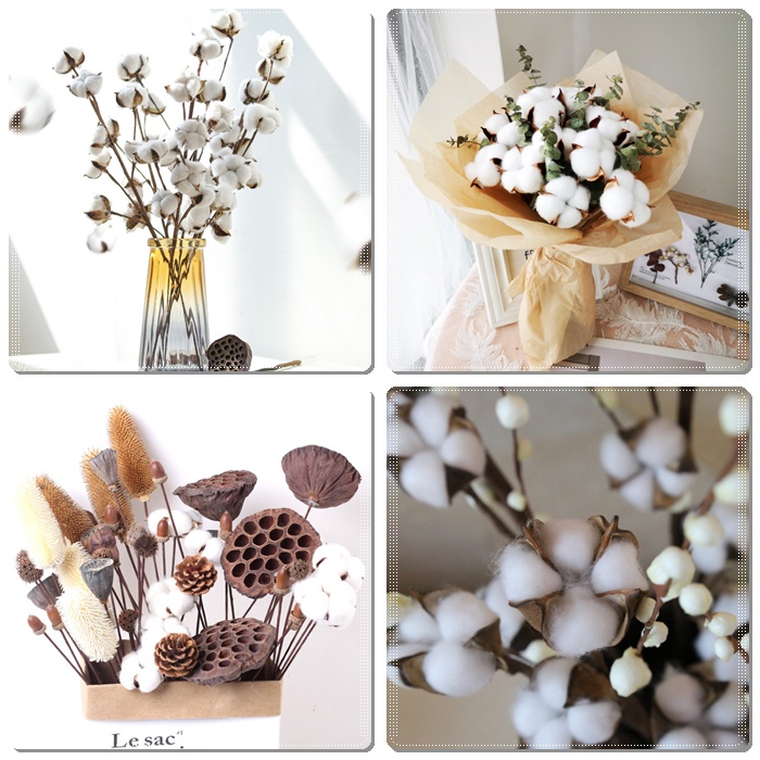 CÀNH/NHÁNH NHỀU BÔNG GÒN khô decor siêu xinh