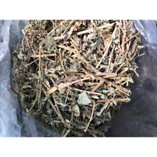 Combo xạ đen + cà gai leo