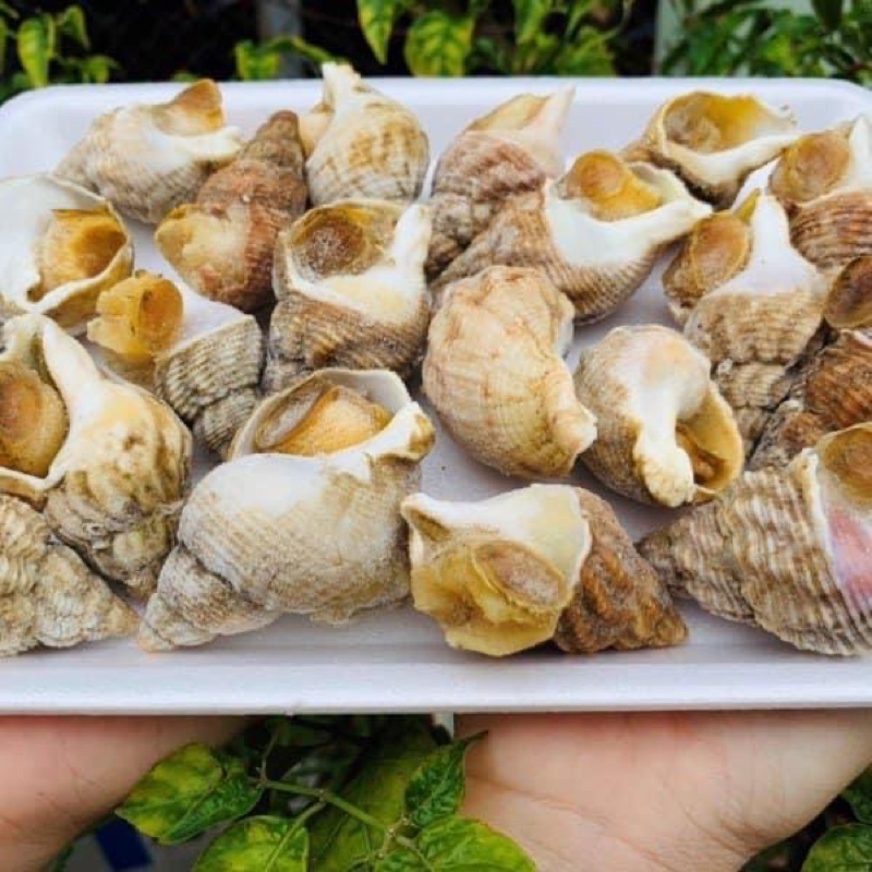 (HOATOC) ỐC BULOT PHÁP - 1KG