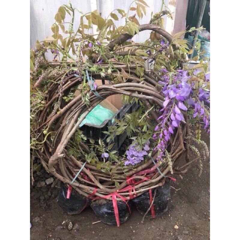 Cây dây leo tử đằng hoa tím trồng ban công leo siêu khoẻ và tốt