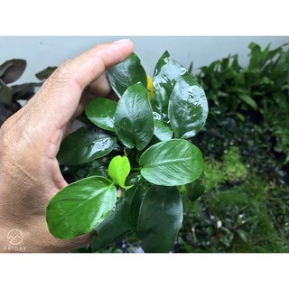 Ráy nana tàu lá nhỏ, lá trung, lá lớn