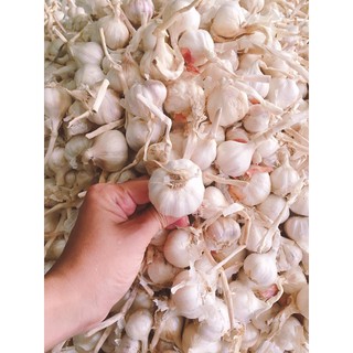Tỏi Lý Sơn chính gốc 500gr