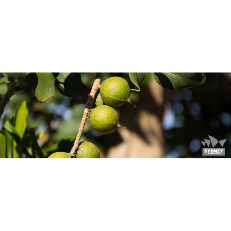 hạt mắc ca Úc nhập khẩu (macadamia) | BigBuy360 - bigbuy360.vn