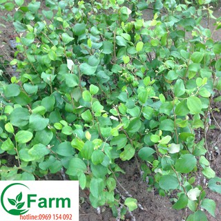 cây táo đài loan