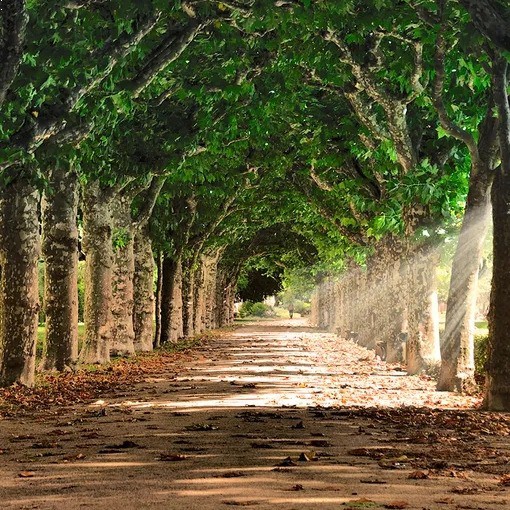 Đường bình thường