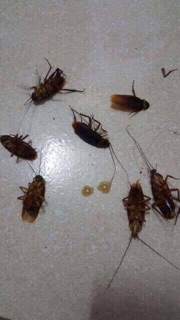 Thuốc diệt côn trùng sinh học🐛 🐛