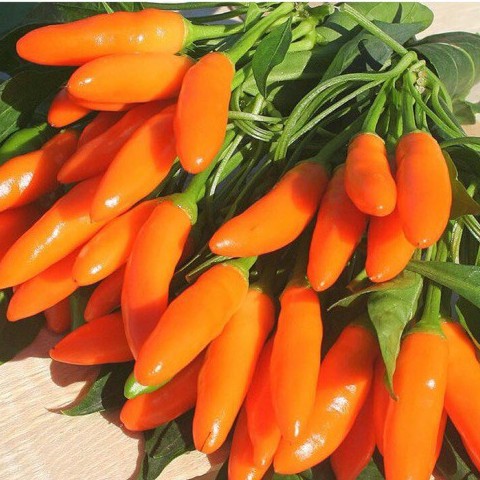 Hạt Giống Ớt Cam Chùm  Siêu Cay Nhập Khẩu Thái Lan - Gói 1gram