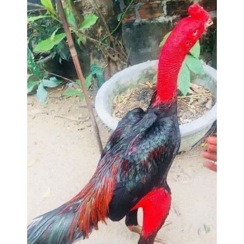 Bột nghệ đỏ nguyên chất 100% - cho gà đá - 500g