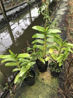Hoa lan damary chậu phi 12