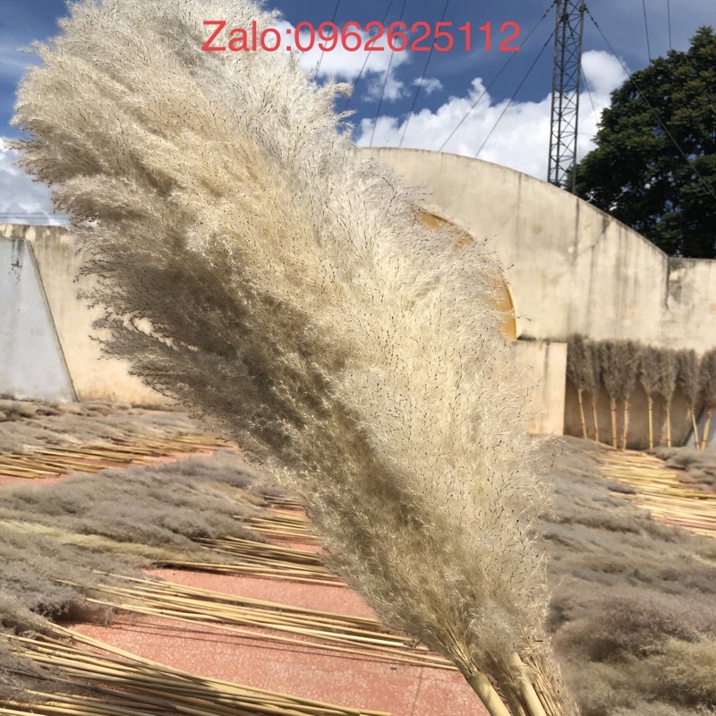 Combo 15 bông lau loại to trang trí decor chụp ảnh,trang trí shop trang tri quán cafe trang trí tiệc cưới sự kiên