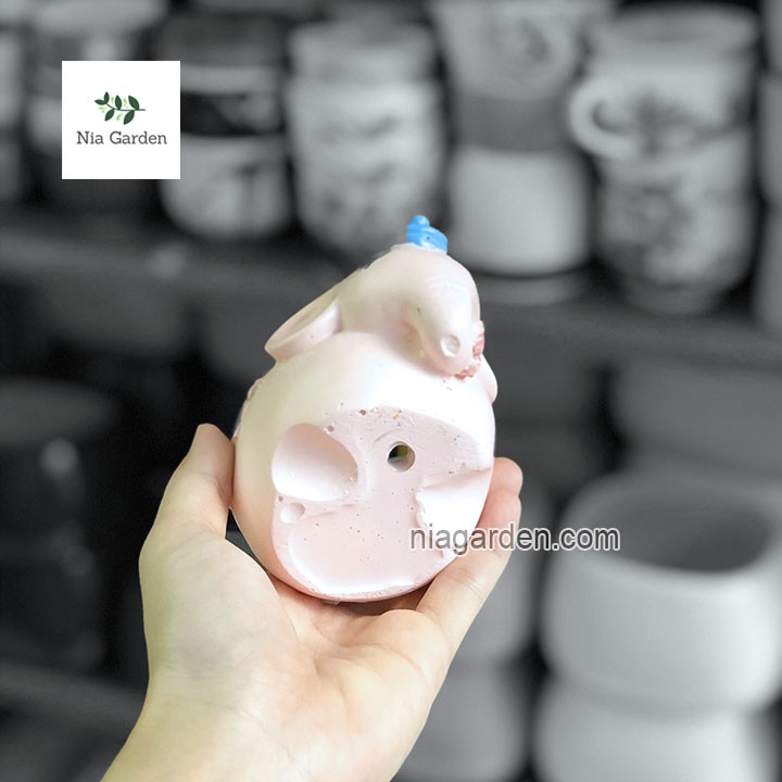 Chậu trồng cây voi hồng xanh trồng lá may mắn, xương rồng