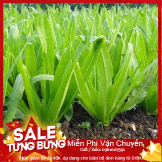 Hạt Giống Rau Diếp Thơm - 50 Hạt