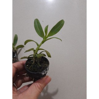 [Rẻ Vô Địch] Phi Điệp Sơn Điền Cánh Mai ( Cây con giống gieo hạt)