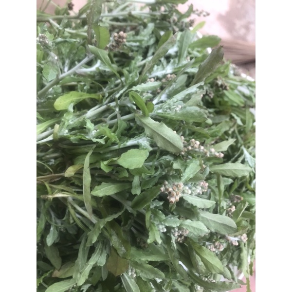 Rau khúc tẻ loại thơm làm bánh khúc đặt mới hái 1kg tươi