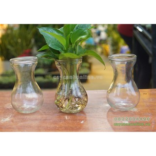 Bình hoa thủy tinh tiên ông - Bình thủy tinh thủy sinh - Bình cắn hoa, cây thủy sinh mini - Giá rẻ mẫu đẹp