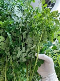 Bột chùm ngây nhà làm (100gr) BẾP MẸ SU